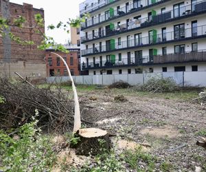 Deweloper nielegalnie wyciął dwa drzewa w Warszawie. Mieszkańcy oburzeni. „Będziemy reagować”