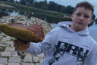 Największe grzyby w Lubuskiem