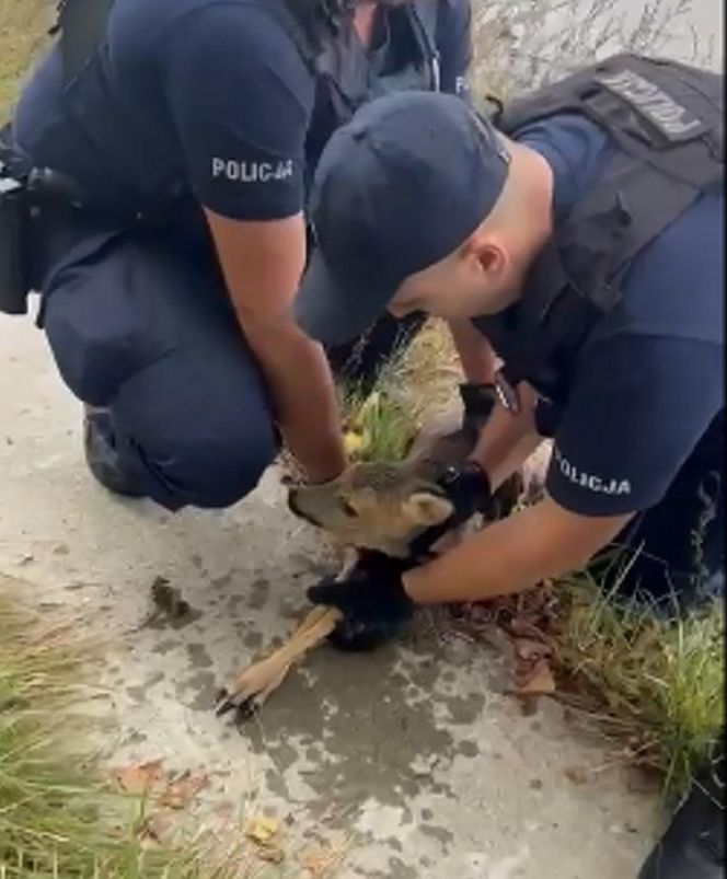 Policjanci uratowali tonącą sarenkę