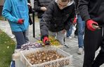 Uczniowie sadzili żonkile przy skwerze pamięci