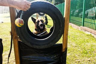 Policjanci na czterech łapach szkolili się w areszcie śledczym [ZDJĘCIA]