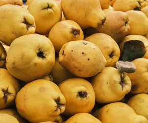 Pigwa pospolita – owoc, który wzmocni twoją odporność