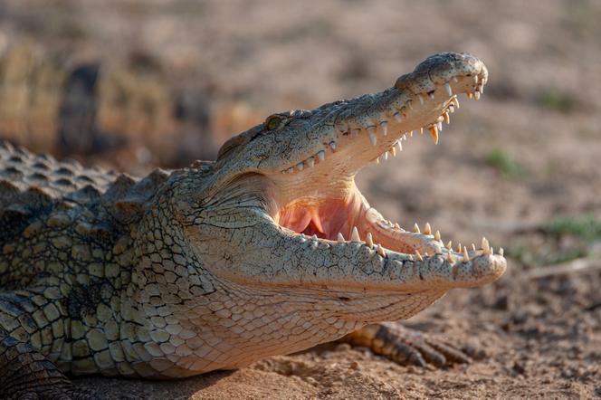 Dramatyczna akcja na plaży. Mężczyzna został pogryziony przez krokodyla