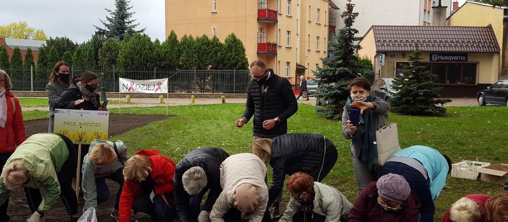 Ponad 2 tysiące żonkili posadzono na Polu Nadziei w Lesznie