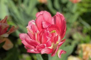 Holenderscy ogrodnicy zawsze robią to z tulipanami po przekwitnięciu. Ważny zabieg, dzięki któremu kwiaty pięknie zakwitną w kolejnym sezonie