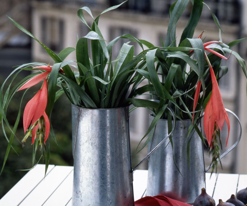 Bilbergia