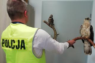 Sprzedawał przez internet wypchane ptaki. 
