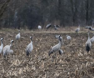 Żurawie powróciły do Poleskiego Parku Narodowego