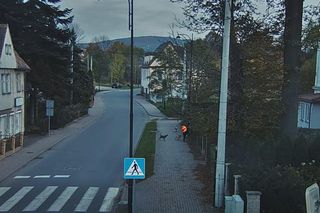 Agresywne psy zaatakowały w Bogatyni