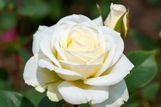 Bez tego zabiegu róże nie zakwitną ponownie. Zbliża się ważny termin, w którym musisz to zrobić! 