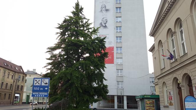 Stare drzewo z ul. Jagiellońskiej może zostać Drzewem Roku. Każdy może zagłosować! 