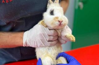 Zaniedbane króliki trafiły do Ady