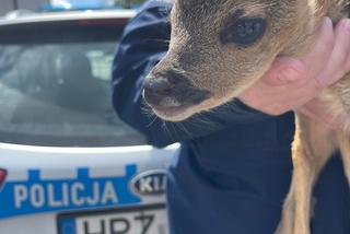 Sarenka uratowana przez policjanta