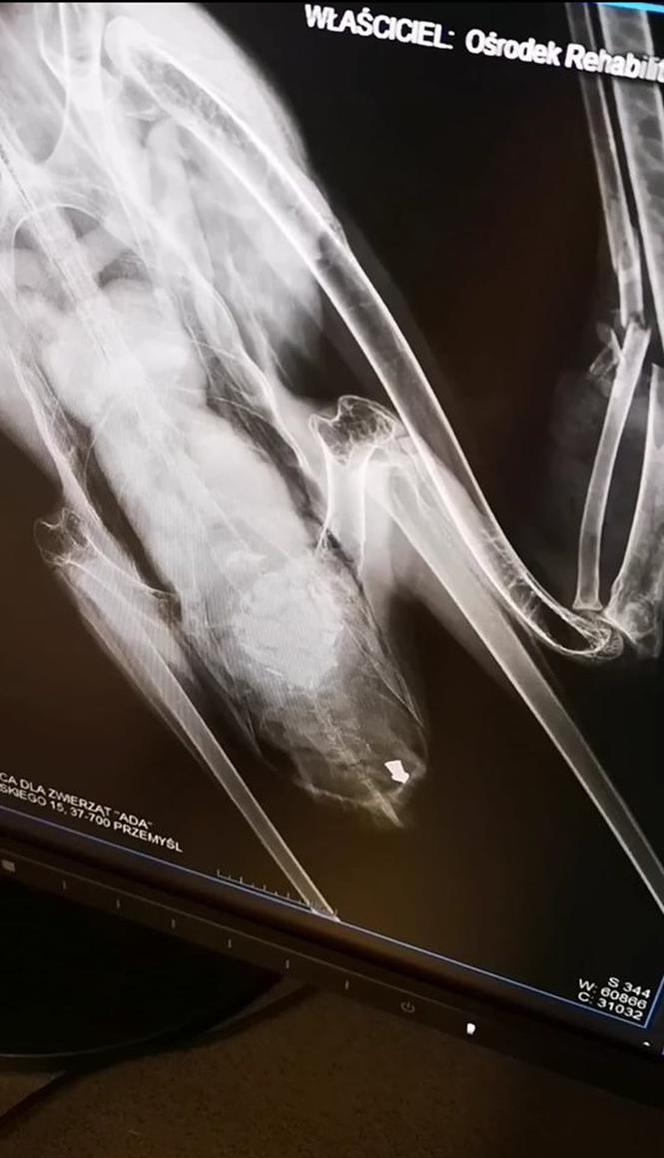 Operacja bociana Zuzi w Przemyślu