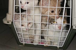 Wyszła z pociągu i wrzuciła martwego kota do śmietnika