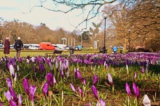 Krokusy na Jasnych Błoniach