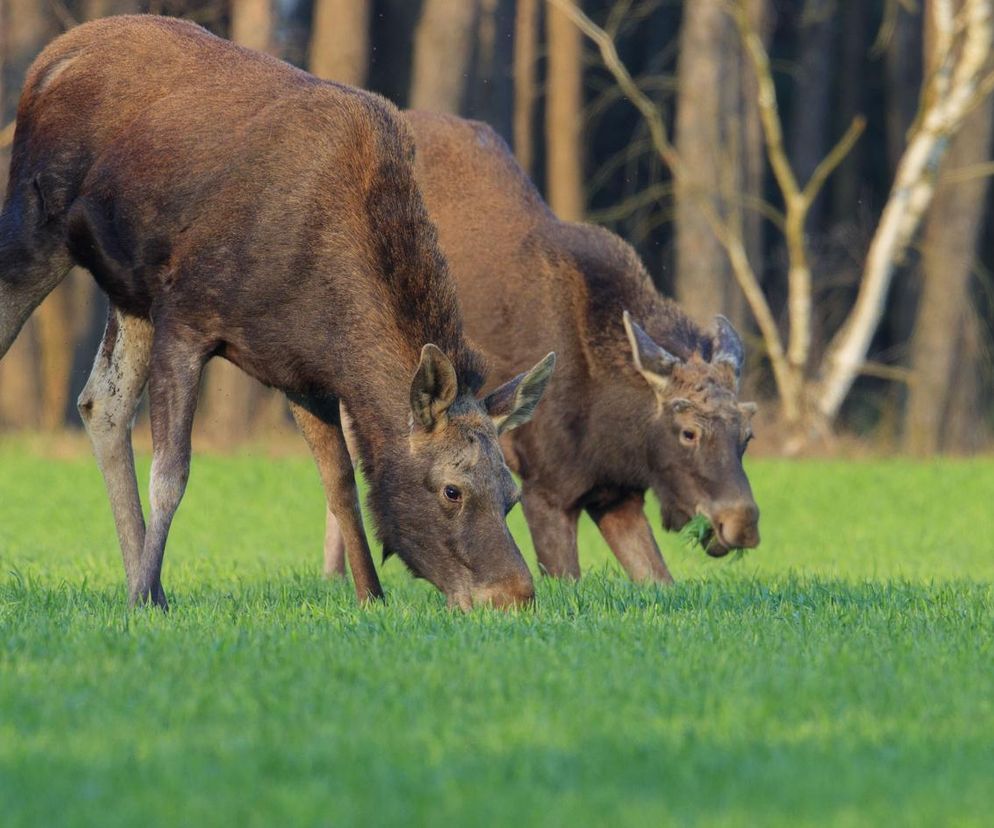 Góry Łosiowe to urokliwe wzniesienia w Kujawsko-Pomorskiem. Tu nie o zdobywanie szczytów chodzi!