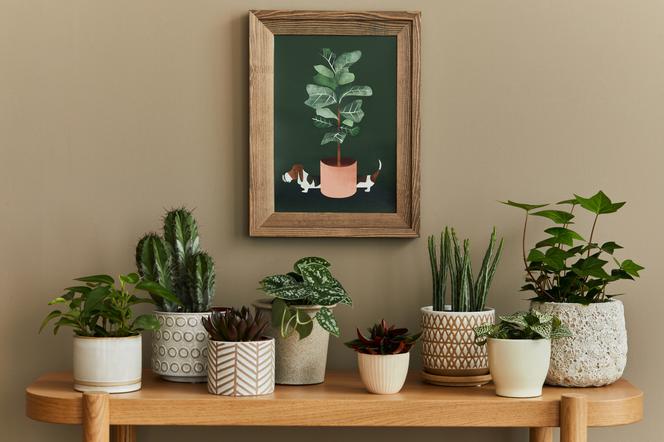 Najlepsze rośliny do małego mieszkania