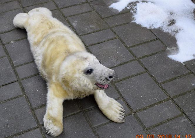 MŁODE FOKI FOKARIUM HEL