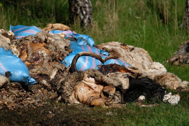 SZOK! Czaszki, ogony, kopyta. Cmentarzysko ze ZWŁOKAMI ZWIERZĄT w Śląskiem