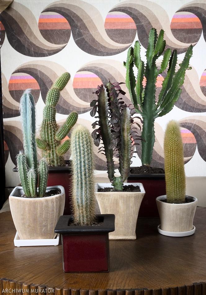 Kaktusy w doniczkach: aranżacja