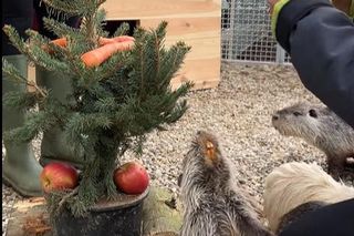 Nutrie w świątecznych nastrojach w Zagrodzie 3 Siostry