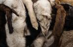 Dwumetrowa rzeźba lisa zwraca uwagę na problem hodowli zwierząt na futro.