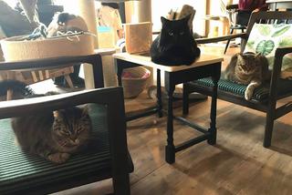 Na dachu, nad wodą czy z kotami? Oto TOP 8 restauracji w niezwykłych miejscach! [GALERIA]