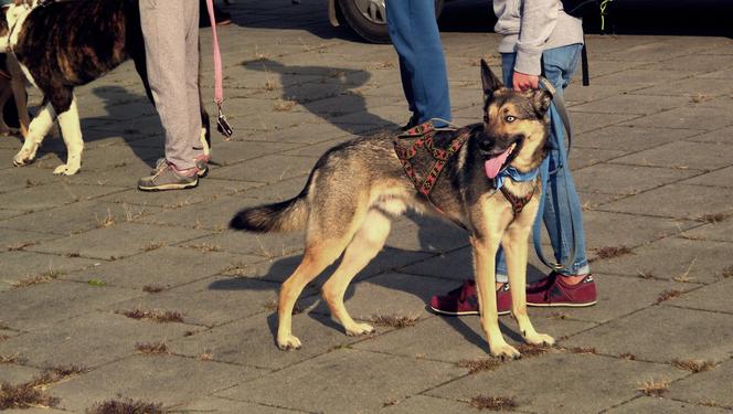 Radosna Parada Psów Adoptowanych przeszła ulicami Bydgoszczy!