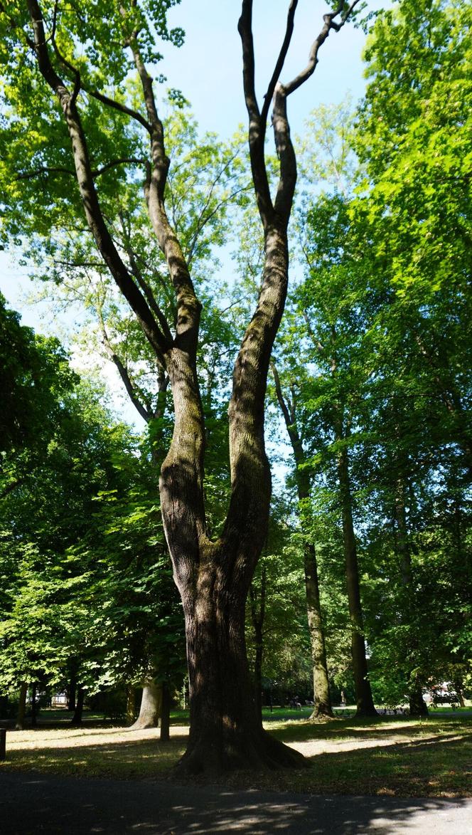 Czas na zmiany w Parku Bronowickim. Tak się prezentuje przed planowaną „metamorfozą”. ZDJĘCIA