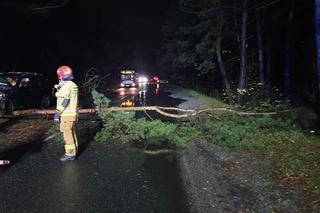 Koszmarny wypadek w Dąbrowie Górniczej. Jeden z samochodów ściął drzewo