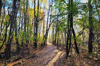 Park rzeczny Tetmajera
