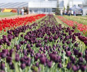 Święto tulipanów 2025. Tu jest niczym w Holandii! Kolorowe Targi Tulipanów w Chrzypsku Wielkim w Wielkopolsce 