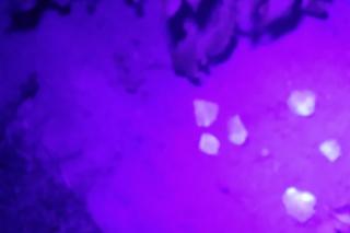 Nocne badania na cmentarzysku, gdzie odkryto „Wampirkę z Pnia”. Archeolodzy badali teren specjalnymi lampami