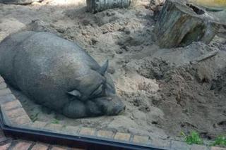 Świnia na gigancie! Ruszono w pościg za niesfornym zwierzęciem. W poznańskim zoo doszło do nietypowego incydentu