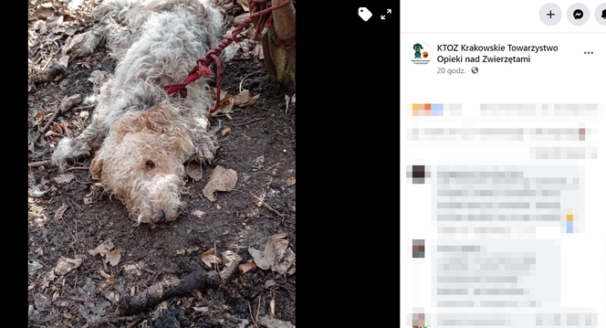 Brutalne zabójstwo psa pod Krakowem. Przywiązali go linką do drzewa! Pies konał w męczarniach