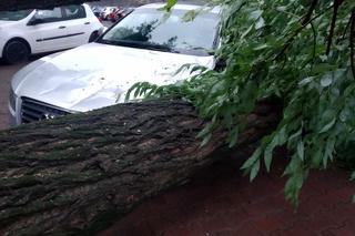 Burza w Łodzi wyrywa drzewa z korzeniami