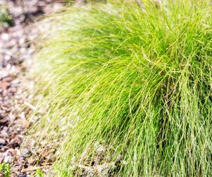 Sesleria jesienna
