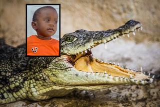 Zwłoki zaginionego 2-latka w paszczy aligatora! Ojciec oskarżony o morderstwo!