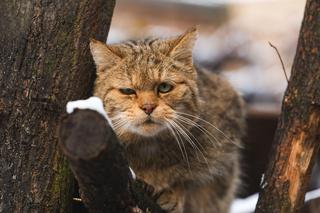Zima w zoo we Wrocławiu. Zobacz, jak zwierzaki radzą sobie w chłodne dni 