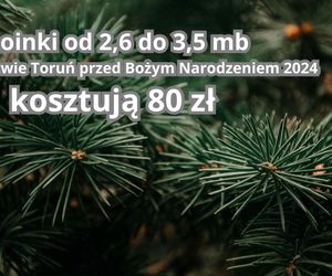 Tu sprzedają najtańsze choinki w województwie kujawsko-pomorskim. Można wybrać samemu!