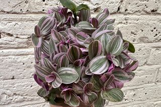 Kroję na kawałeczki i zalewam wodą. To najlepsza odzywka do trzykrotki. Kwiat zagęszcza się w ekspresowym tempie i ma ładny pokrój