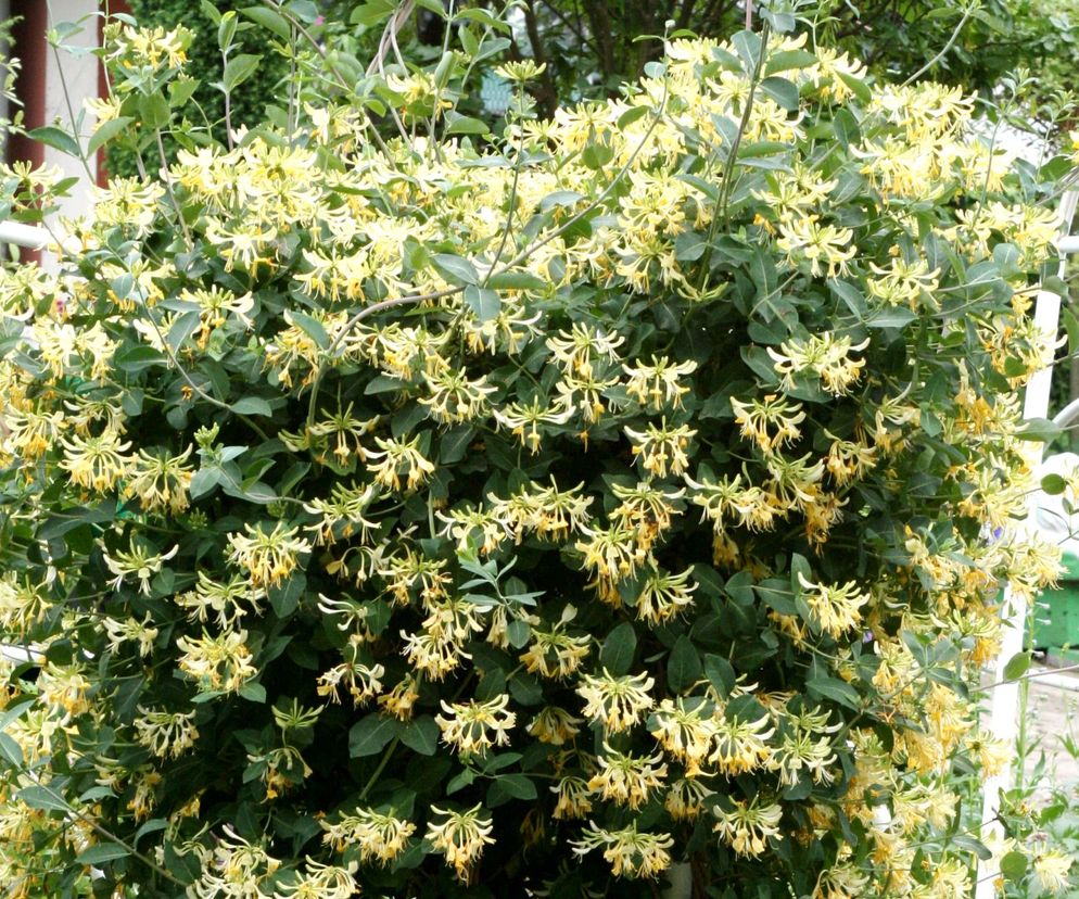 Wiciokrzew pomorski odmiana 'Graham Thomas'   