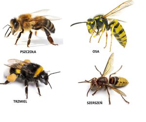 Sposoby na ukąszenia owadów: co robić, by owady nie były niebezpieczne