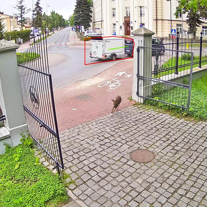 Koziołek przebiegł przez rondo i wbiegł do parku miejskiego w Siedlcach