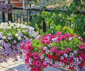 Najlepsze kwiaty na balkon