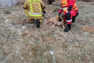 Lód zarwał się pod psami! Jeden nie żyje. Dramat niedaleko Koła