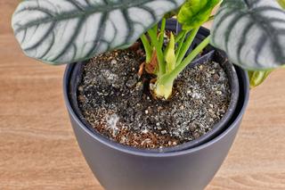 Pleśń w doniczce. Przyczyny, zapobieganie. Zdjęcia