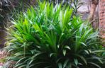 Pandan