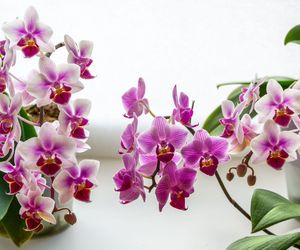 Phalaenopsis